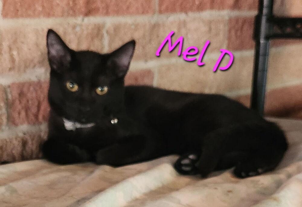 Enlarge Mel B 7846, a Adoptable Domestic Short Hair in Dallas, TX image 5/6