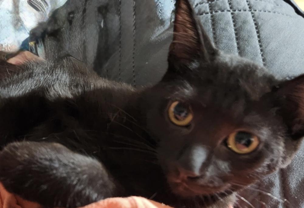 Enlarge Mel B 7846, a Adoptable Domestic Short Hair in Dallas, TX image 6/6