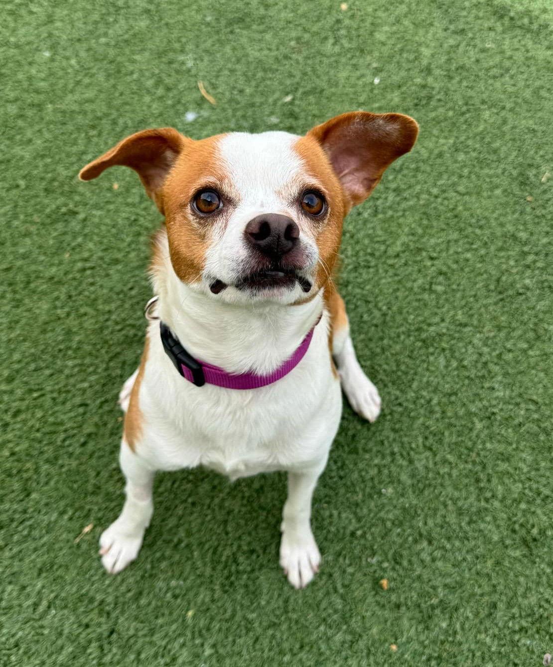 Enlarge Dante, a Adopted mixed breed in Phoenix, AZ image 1/3