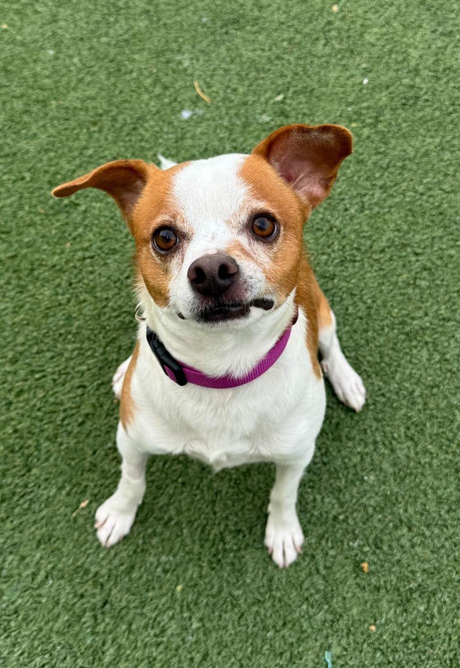 Enlarge Dante, a Adopted mixed breed in Phoenix, AZ image 2/3