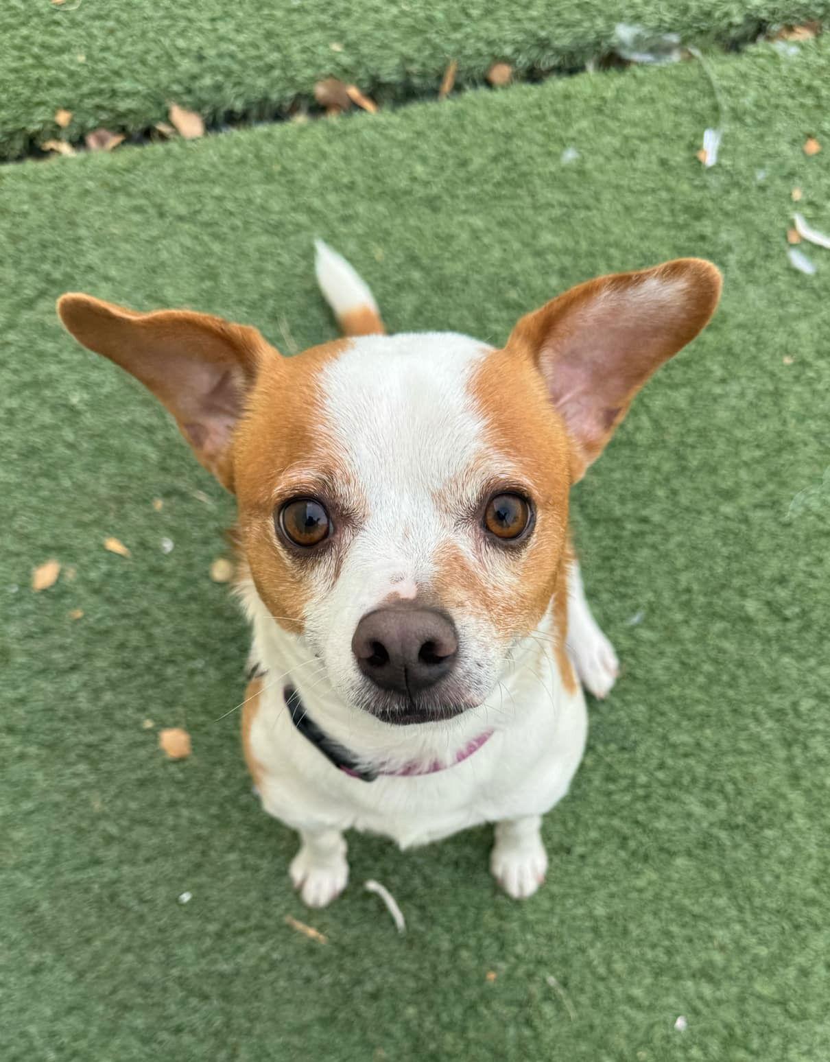 Enlarge Dante, a Adopted mixed breed in Phoenix, AZ image 3/3