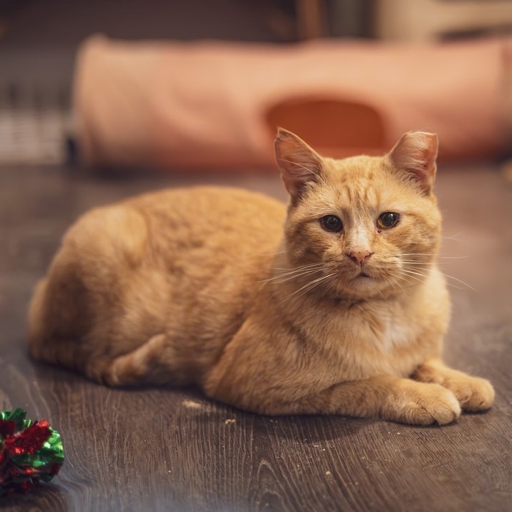 Enlarge Pillsbury, a Adoptable Tabby in Astoria, NY image 2/4
