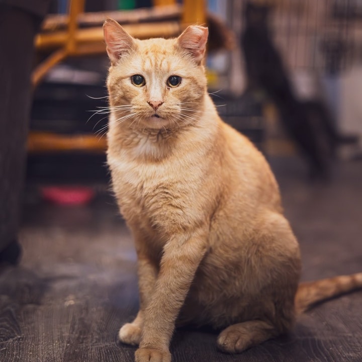 Enlarge Pillsbury, a Adoptable Tabby in Astoria, NY image 3/4