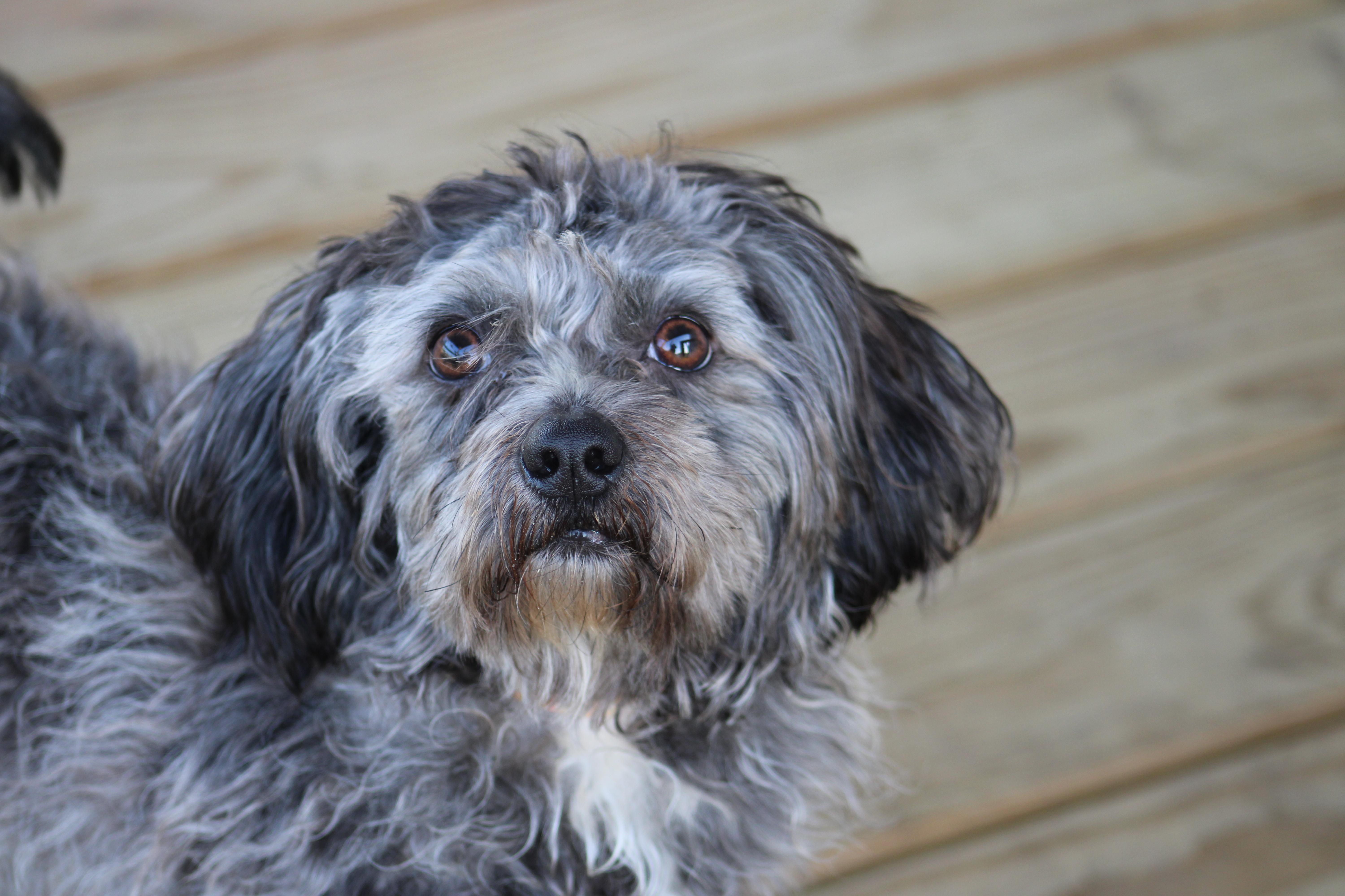 Wilson, an adopted mixed breed in Jesup, GA image 1/4