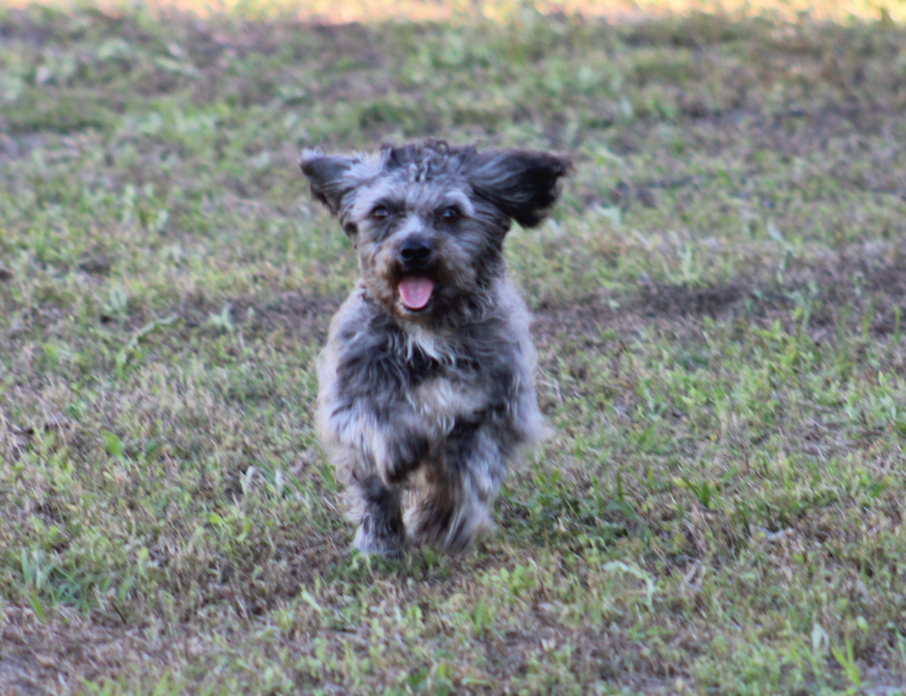 Wilson, an adopted mixed breed in Jesup, GA image 2/4