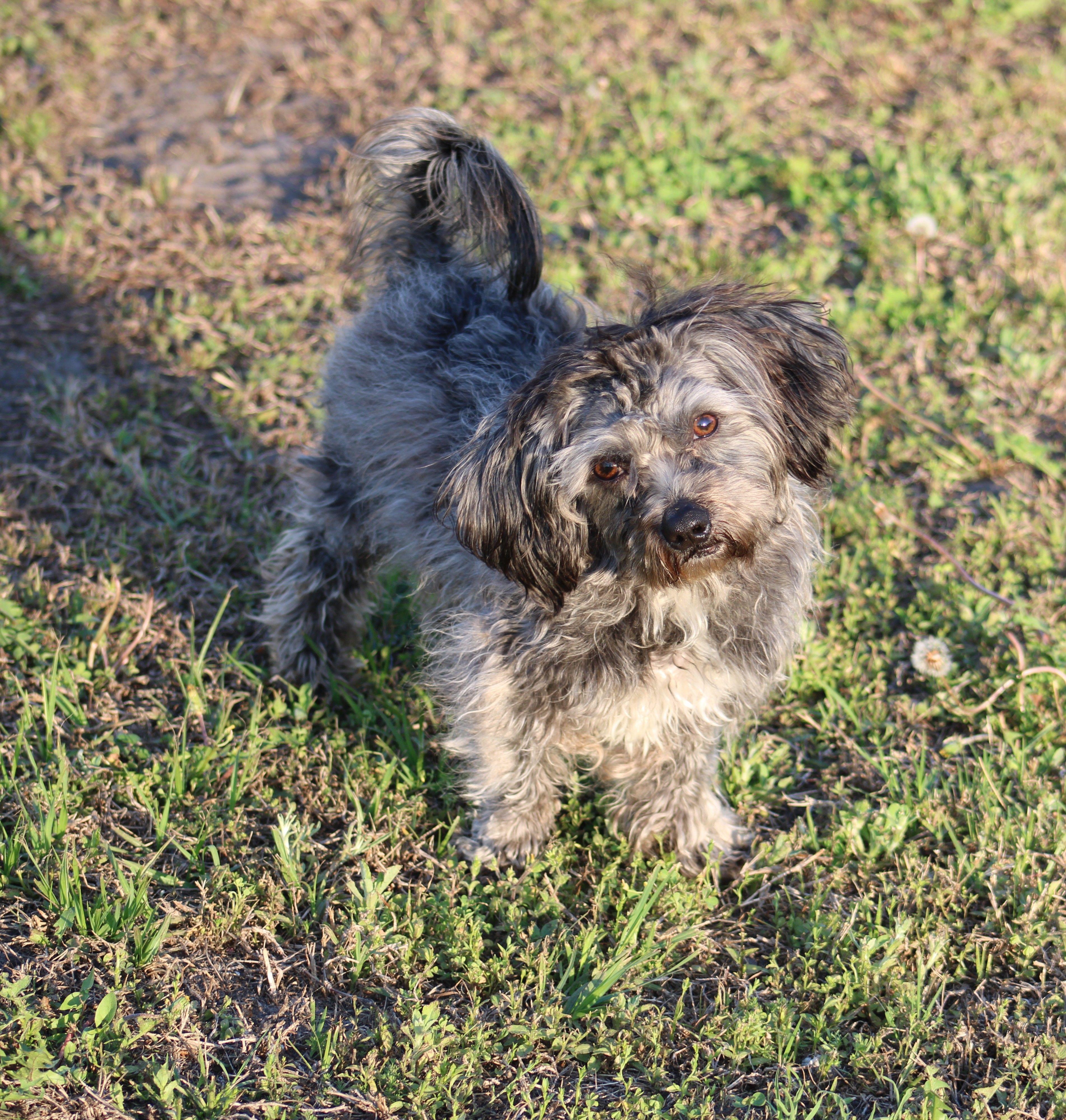 Wilson, an adopted mixed breed in Jesup, GA image 3/4