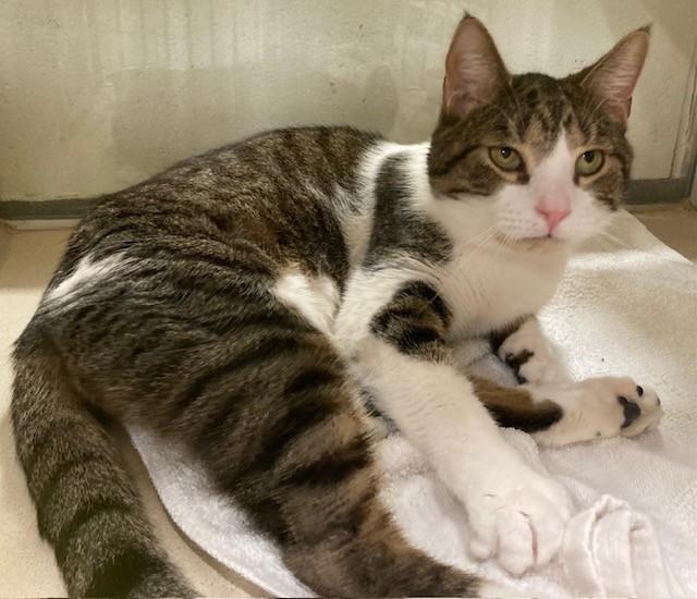 Enlarge CASSIAN, a Adoptable Domestic Short Hair in Upper Marlboro, MD image 1/1