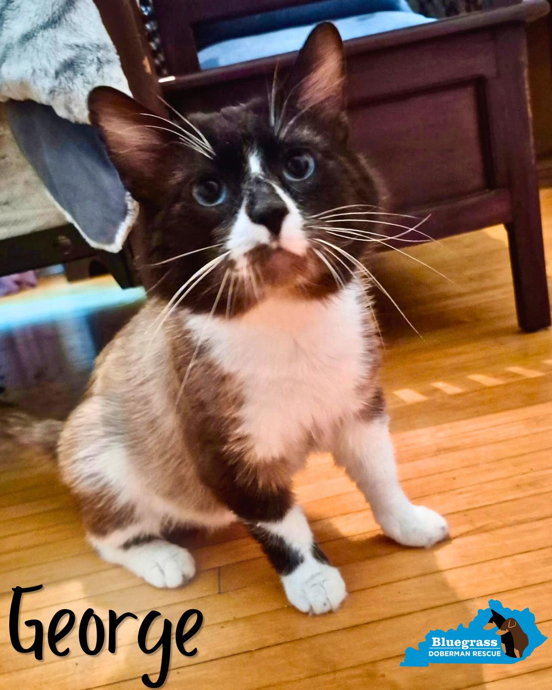 George, ADOPTABLE, Adult Male Snowshoe.