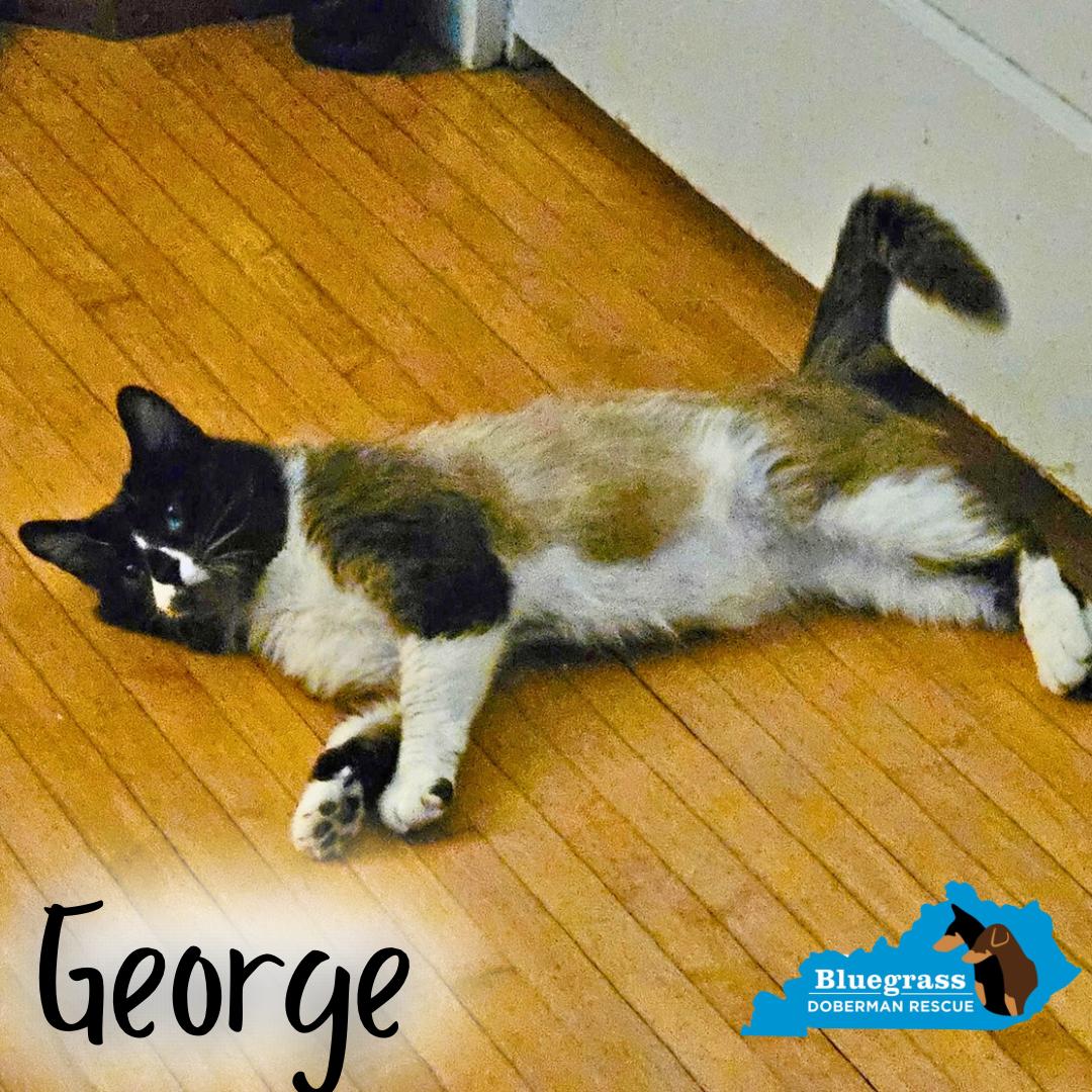 Enlarge George, a ADOPTABLE Snowshoe in Louisville, KY image 2/4