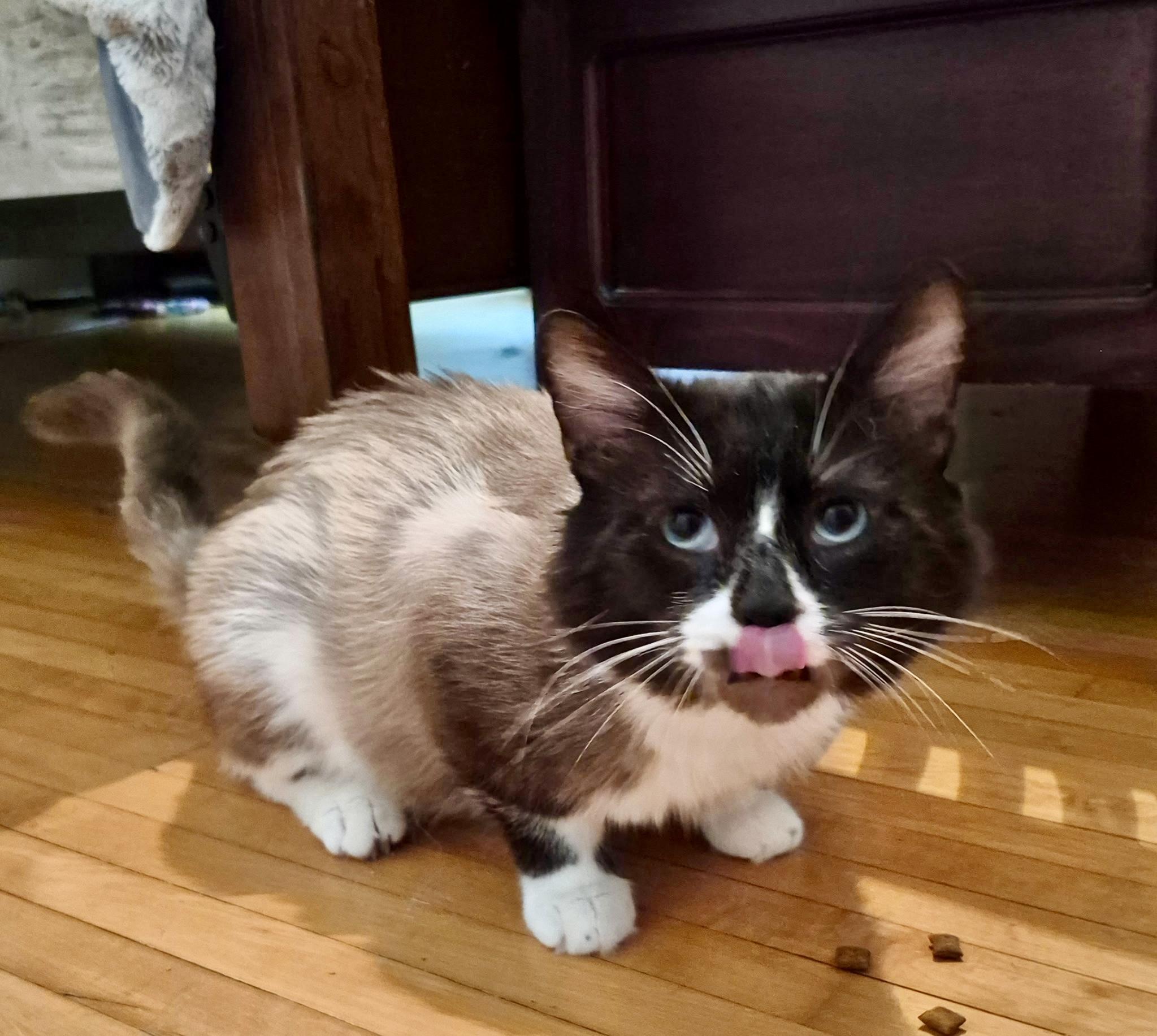 Enlarge George, a ADOPTABLE Snowshoe in Louisville, KY image 3/4