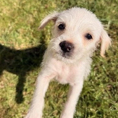 Enlarge Bunny, a Adoptable mixed breed in Torrance, CA image 3/6