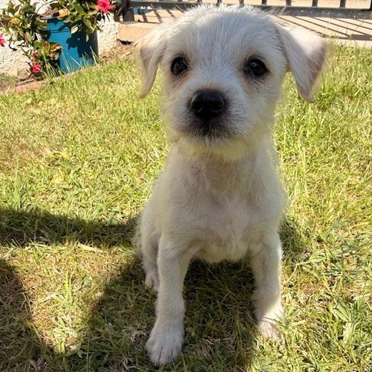 Enlarge Bunny, a Adoptable mixed breed in Torrance, CA image 6/6