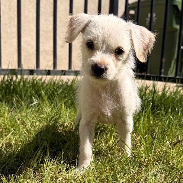Enlarge Bunny, a Adoptable mixed breed in Torrance, CA image 2/6