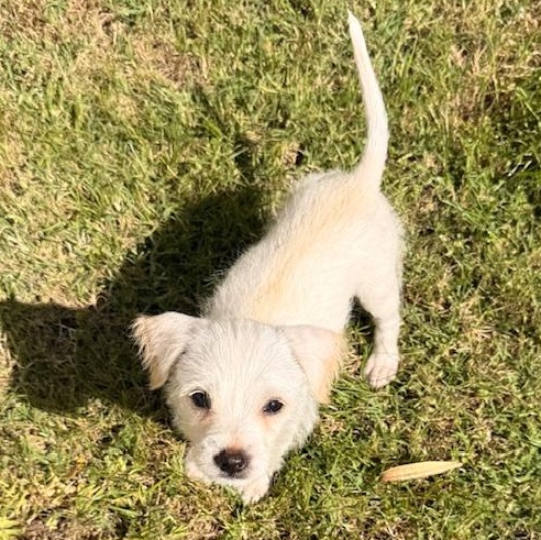 Enlarge Bunny, a Adoptable mixed breed in Torrance, CA image 4/6