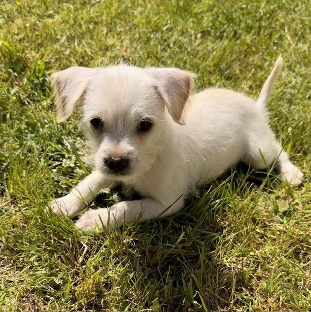 Enlarge Bunny, a Adoptable mixed breed in Torrance, CA image 5/6