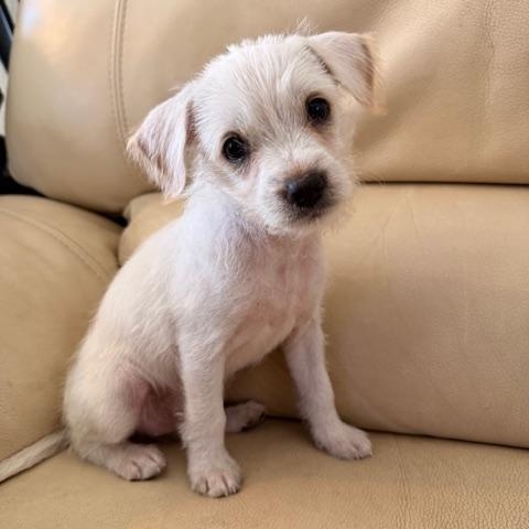 Enlarge Bunny, a Adoptable mixed breed in Torrance, CA image 1/6