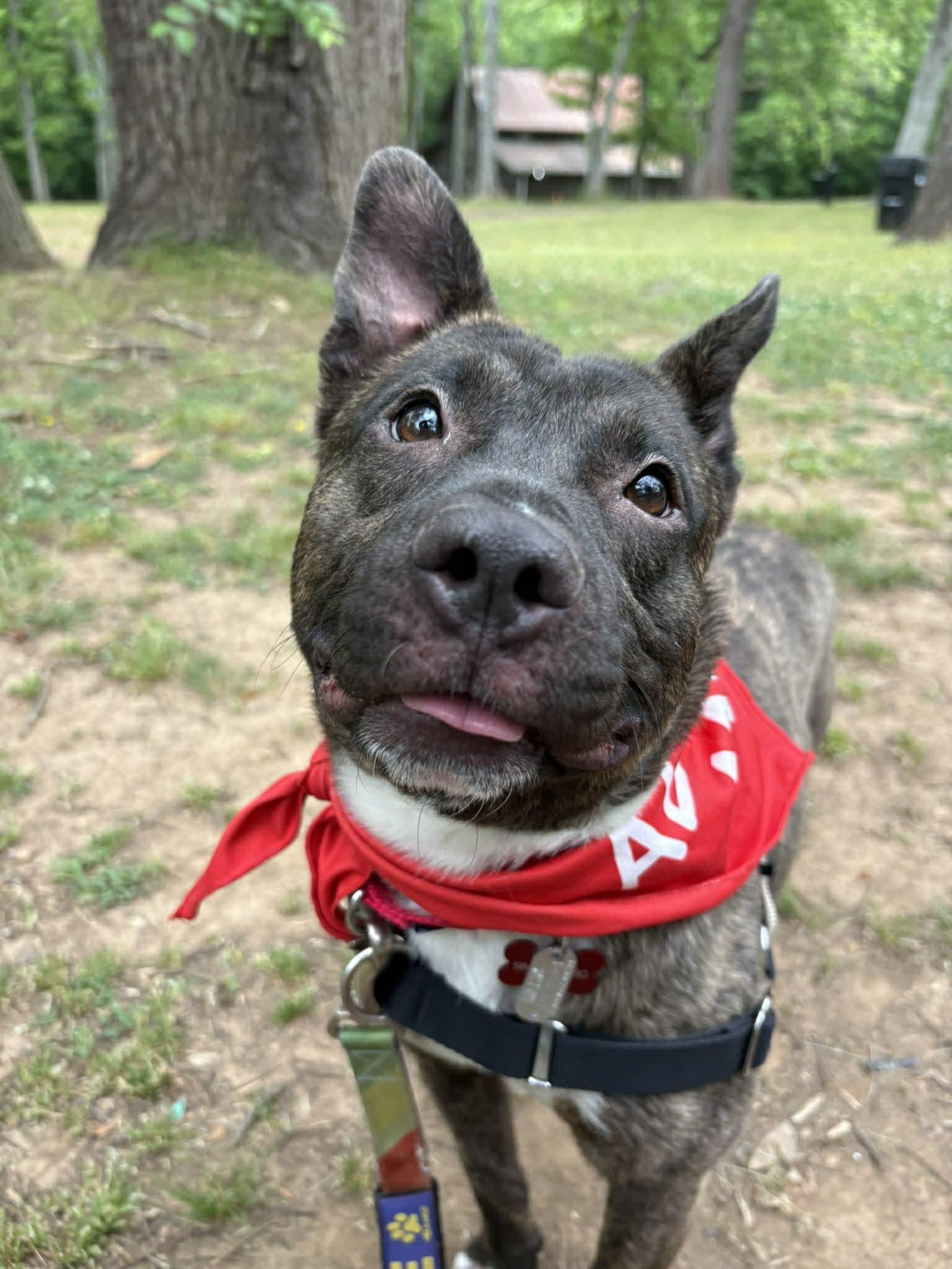 Donkey, Adoptable, Adult Male Mixed Breed.