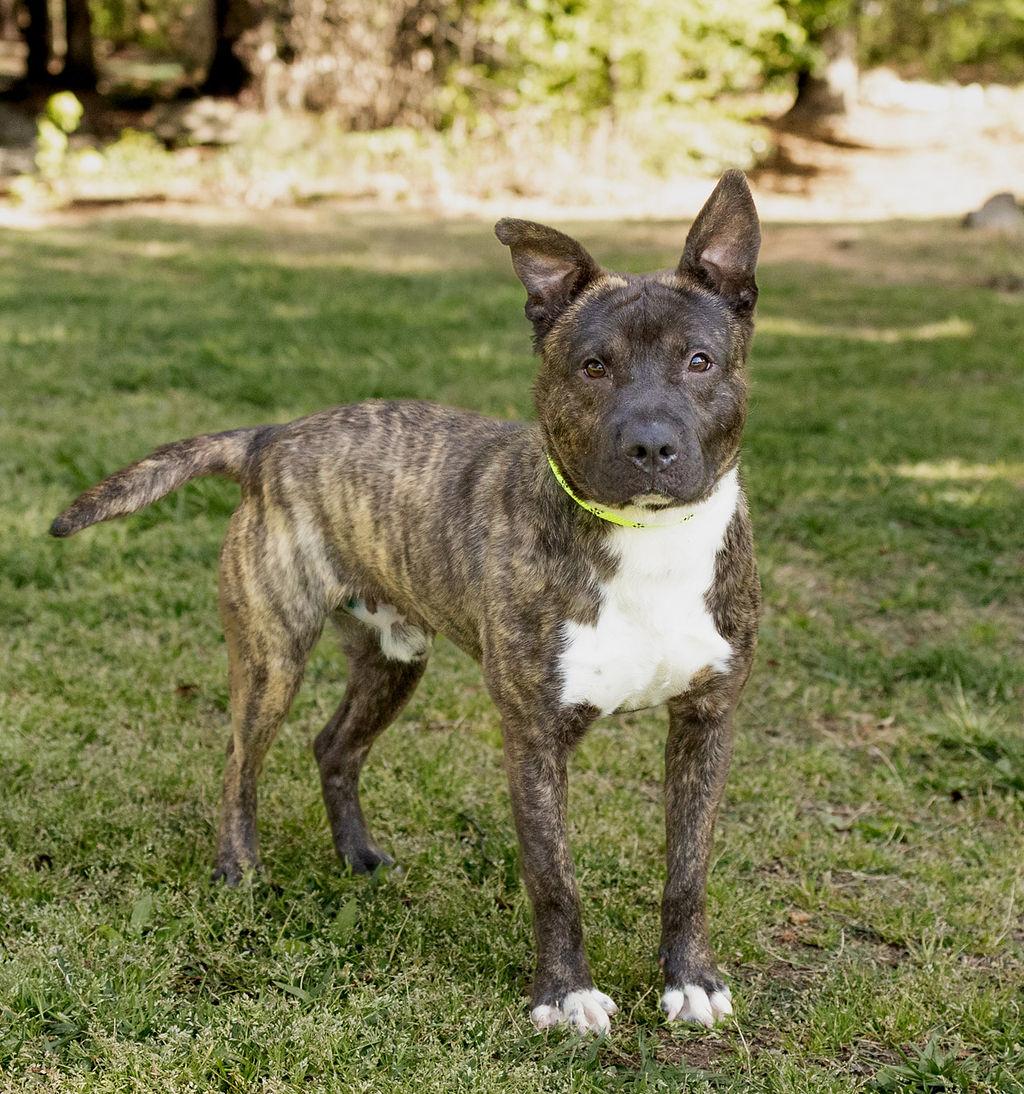 Enlarge Donkey, a Adoptable Mixed Breed in Durham, NC image 2/3