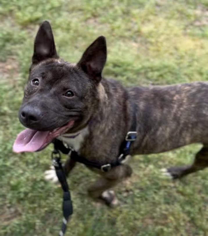 Enlarge Donkey, a Adoptable Mixed Breed in Durham, NC image 3/3