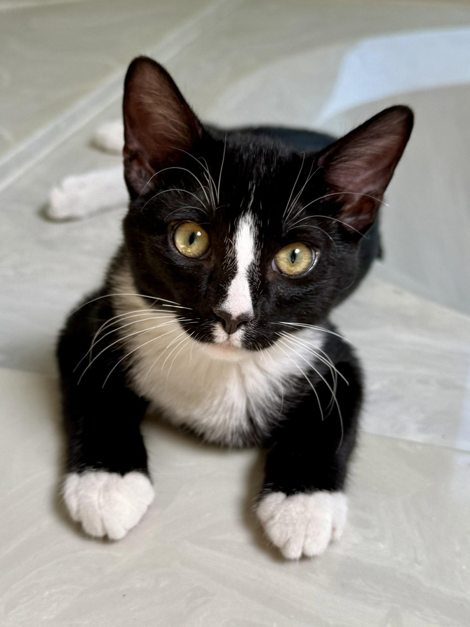 Jethro, Adopted, Young Male Domestic Short Hair & Tuxedo.