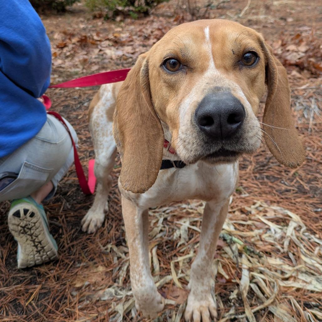 Enlarge Nitro, a Adoptable Coonhound in Kennebunk, ME image 2/6