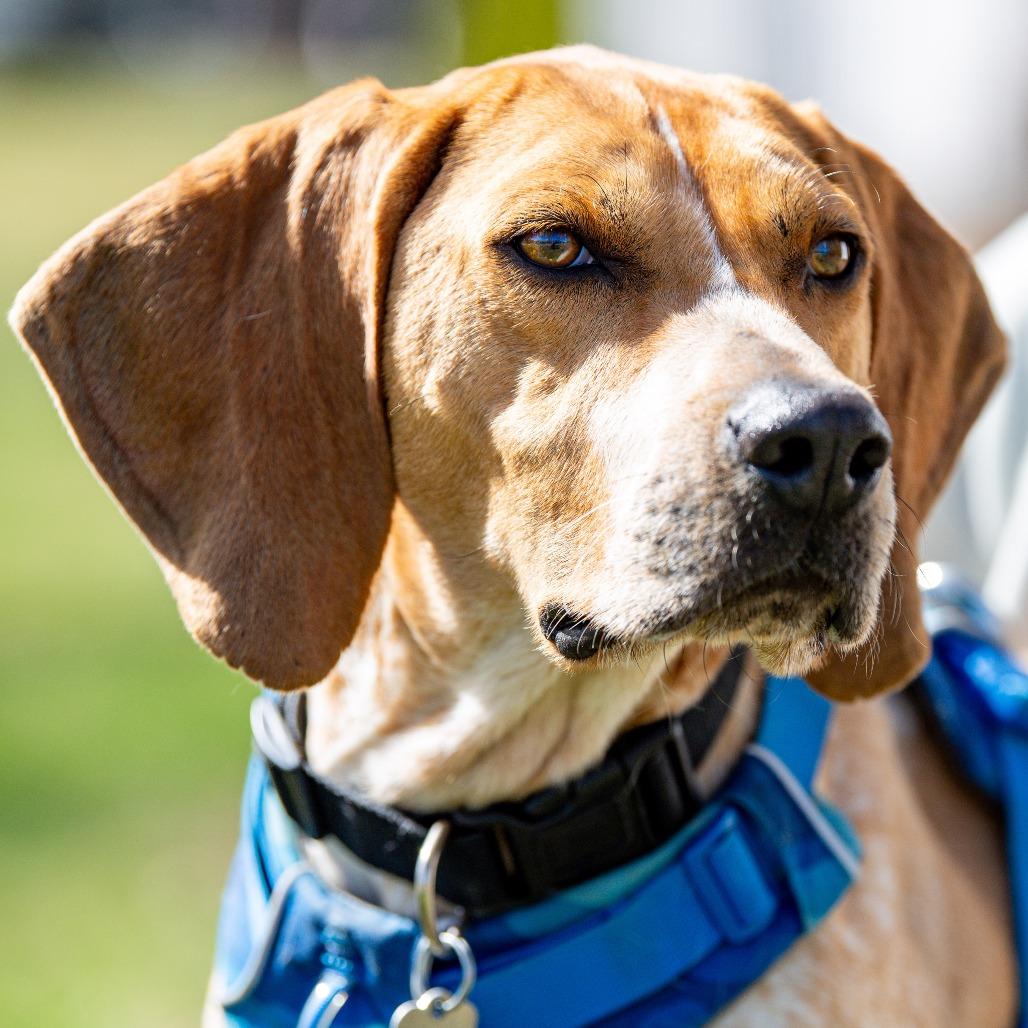 Enlarge Nitro, a Adoptable Coonhound in Kennebunk, ME image 3/6