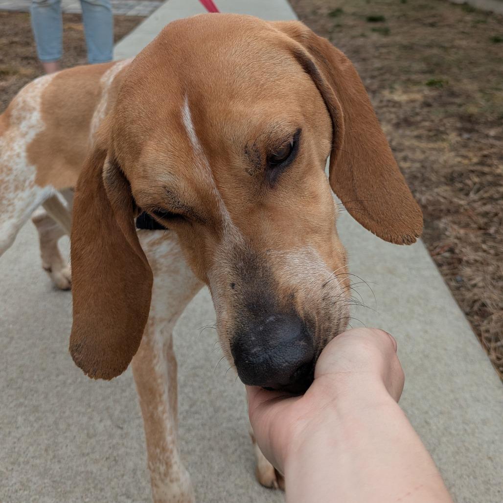 Enlarge Nitro, a Adoptable Coonhound in Kennebunk, ME image 3/6