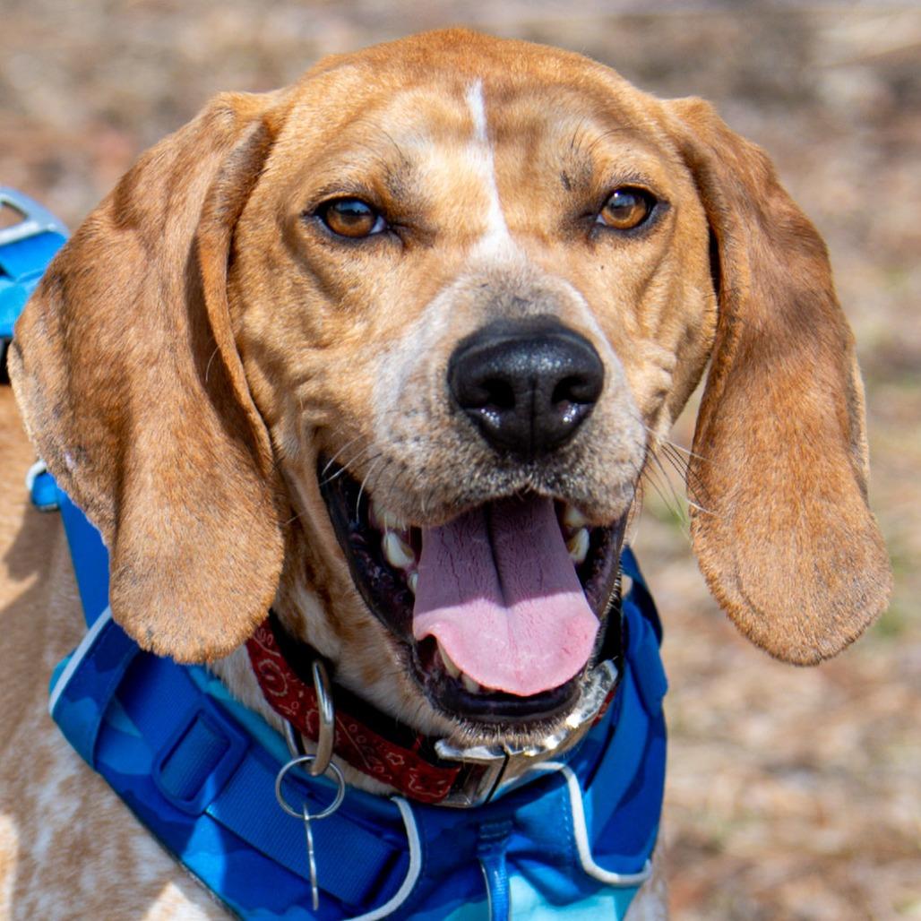 Enlarge Nitro, a Adoptable Coonhound in Kennebunk, ME image 4/6