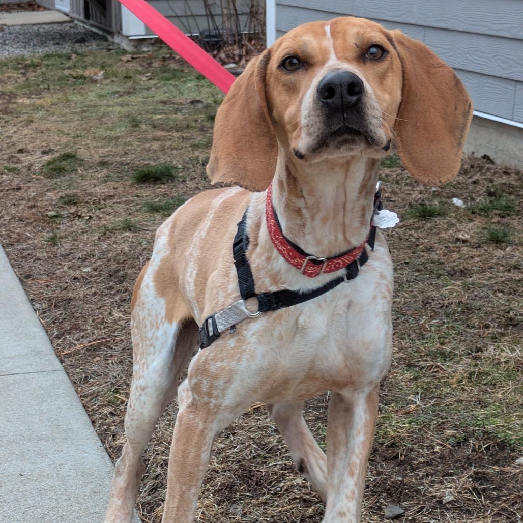 Enlarge Nitro, a Adoptable Coonhound in Kennebunk, ME image 6/6