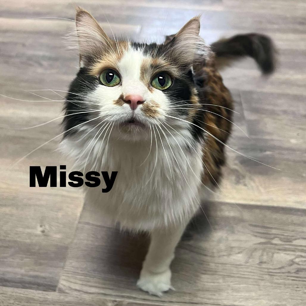 Missy 251138, Adoptable, Adult Female Domestic Medium Hair.