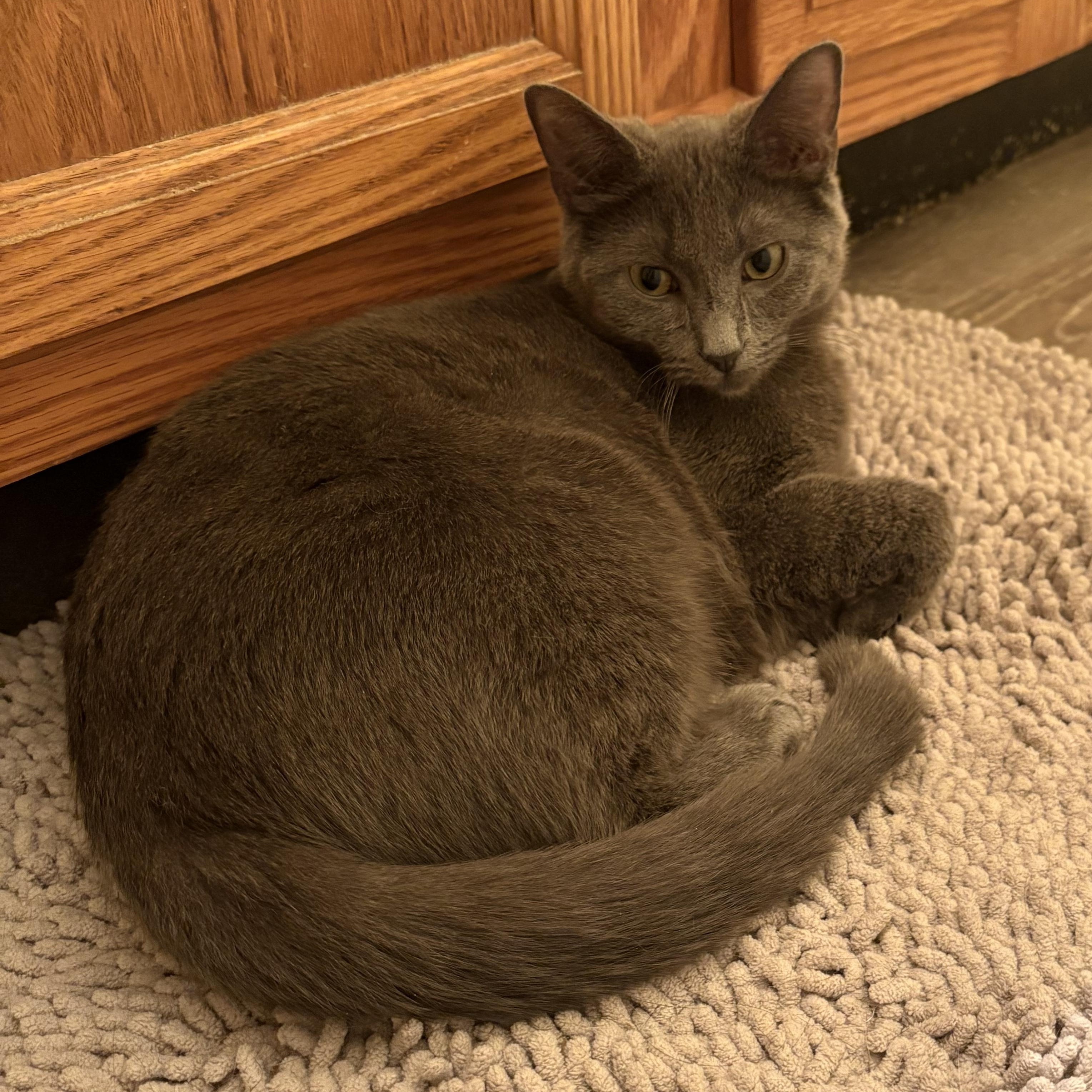 Enlarge Daisy, a ADOPTABLE Domestic Short Hair in Kirklin, IN image 3/5