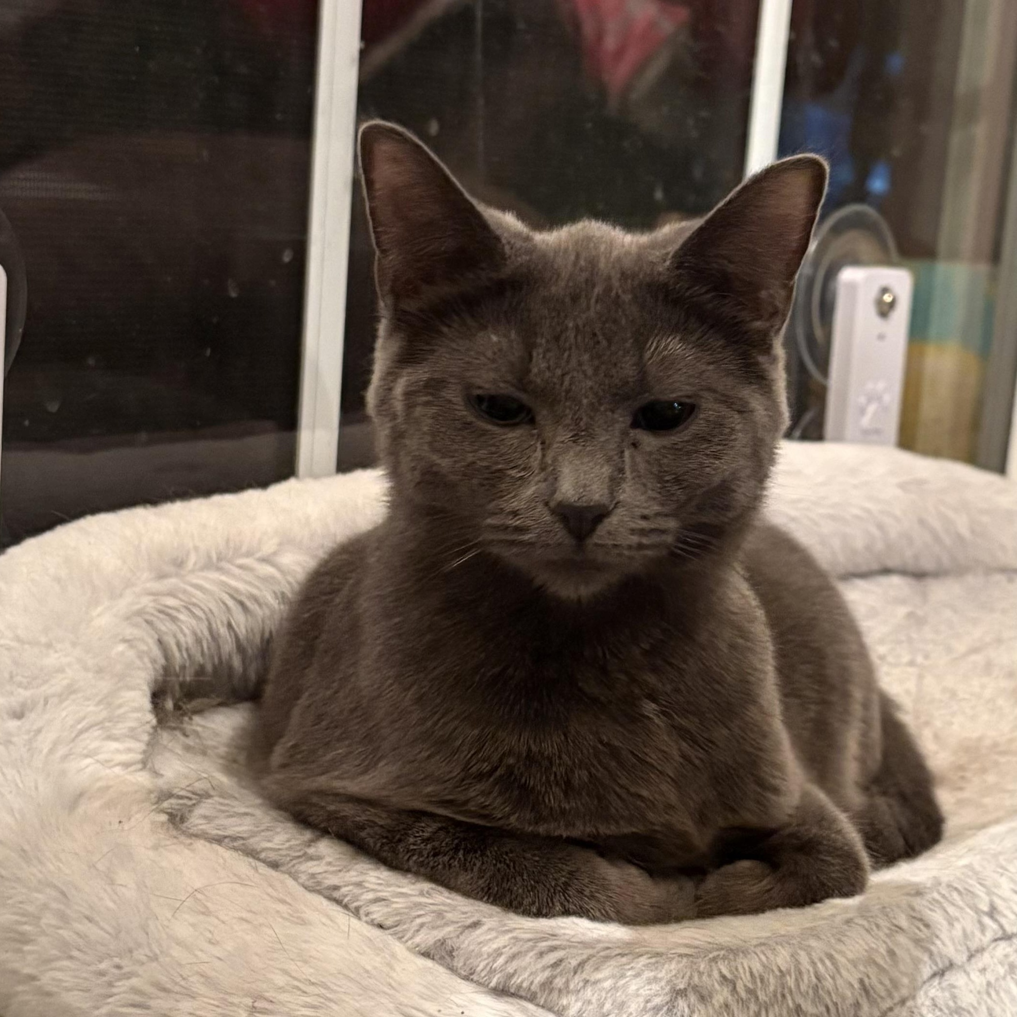 Enlarge Daisy, a ADOPTABLE Domestic Short Hair in Kirklin, IN image 5/5