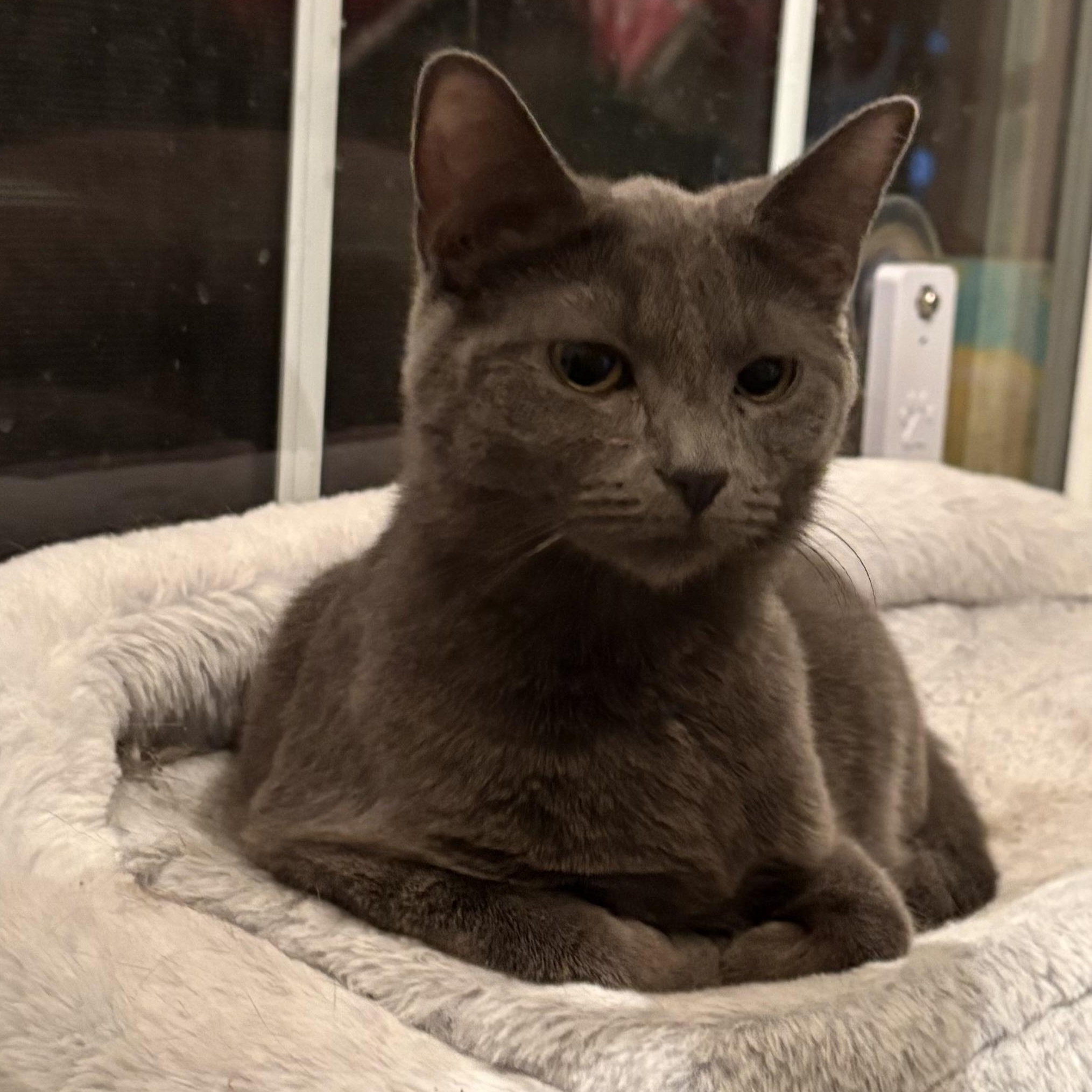 Enlarge Daisy, a ADOPTABLE Domestic Short Hair in Kirklin, IN image 2/5