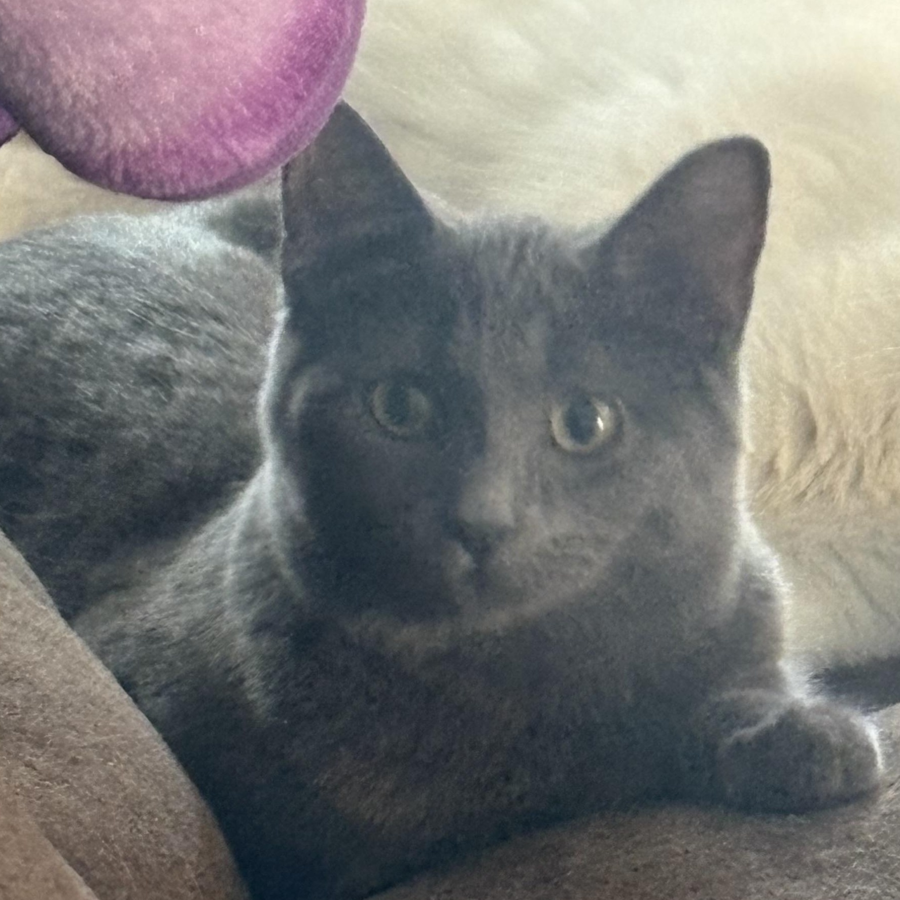 Enlarge Daisy, a ADOPTABLE Domestic Short Hair in Kirklin, IN image 1/5