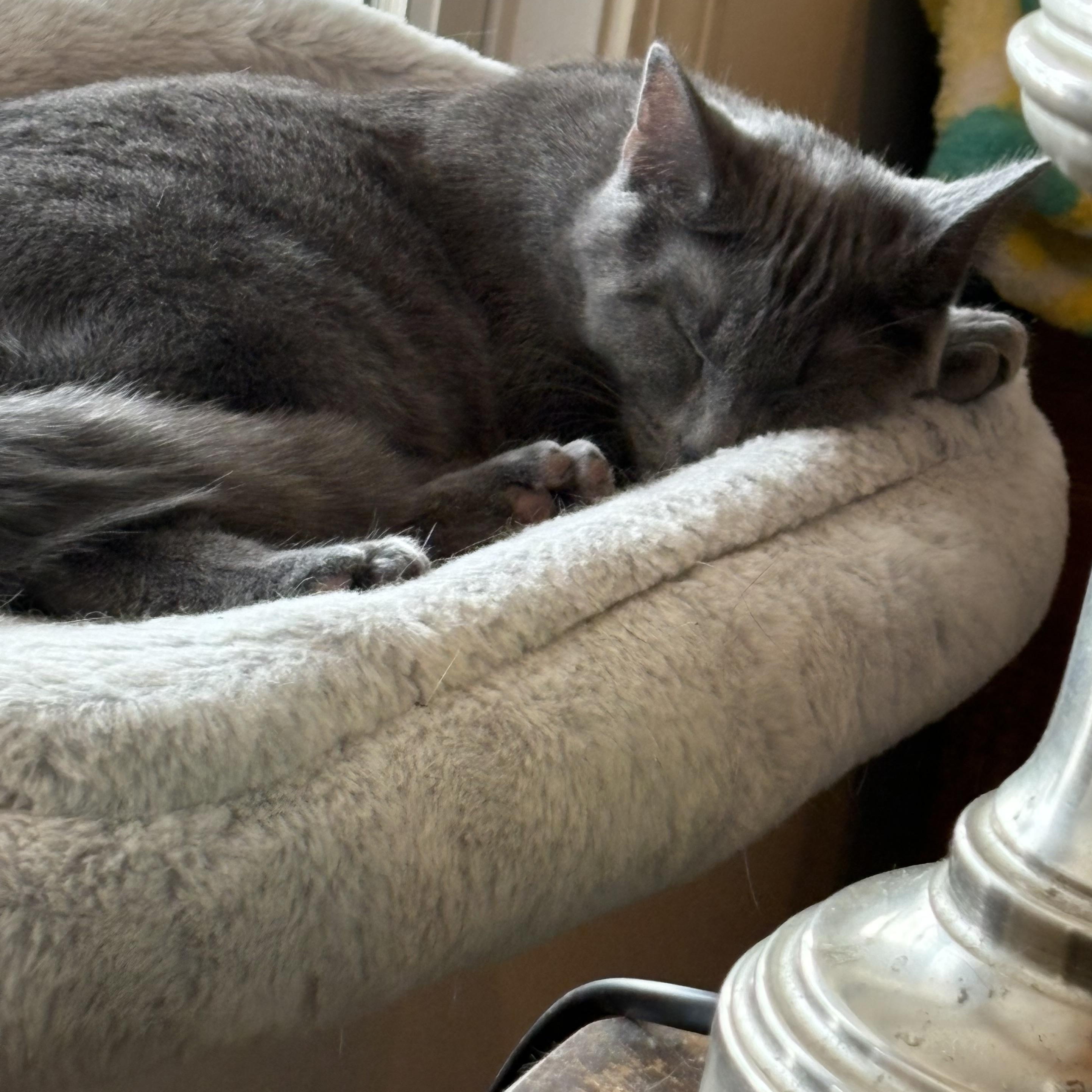 Enlarge Daisy, a ADOPTABLE Domestic Short Hair in Kirklin, IN image 4/5