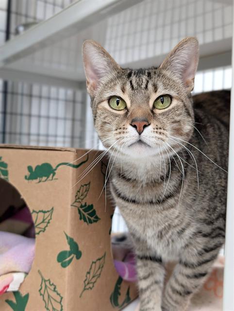 ITTY, Adoptable, Adult Female Domestic Short Hair.