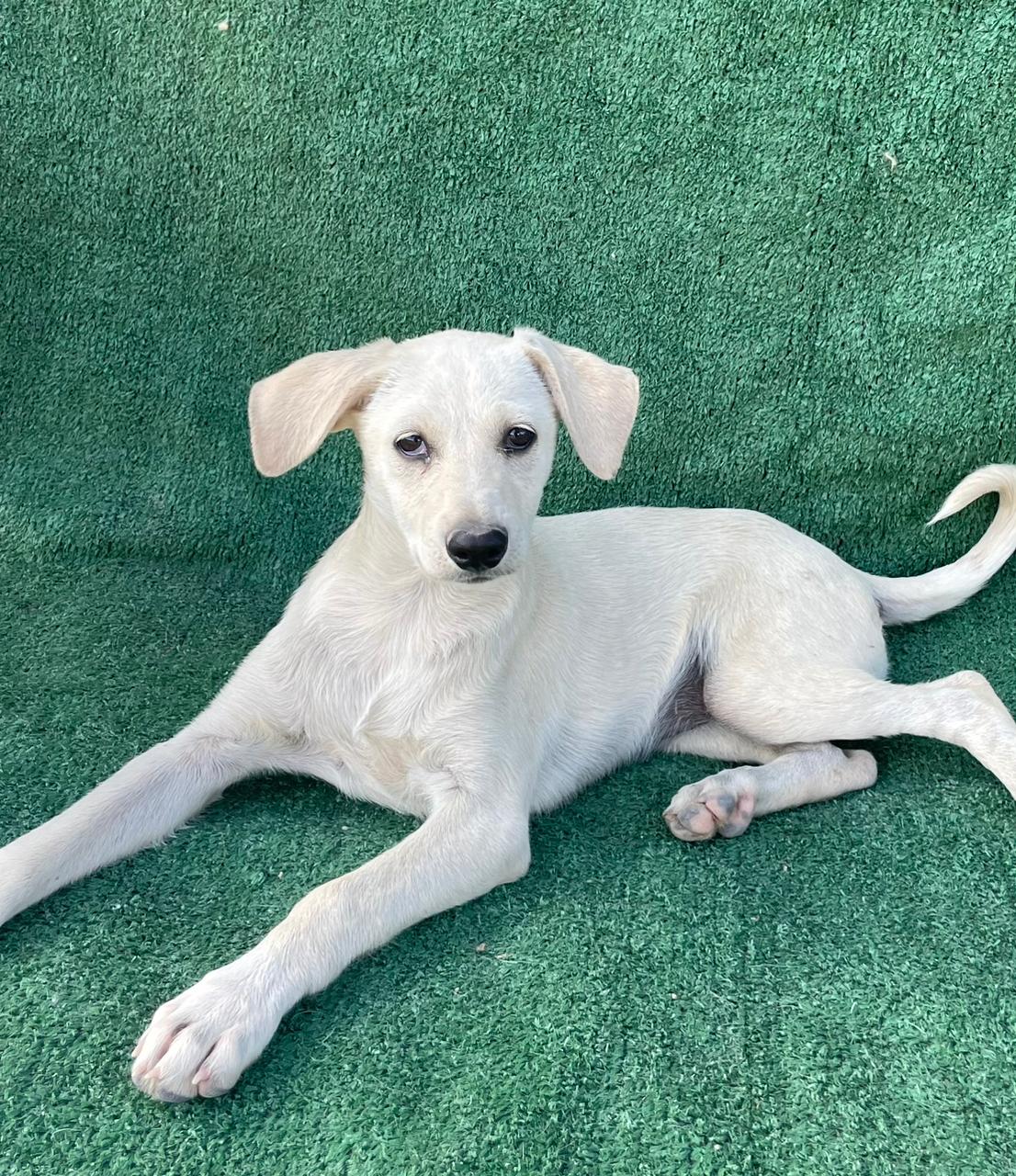 Kathy, Adoptable, Young Female Terrier & Labrador Retriever.