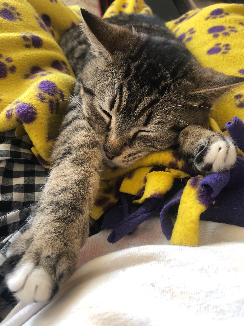 Enlarge Marissa, a Adopted Manx in Jesup, GA image 1/4