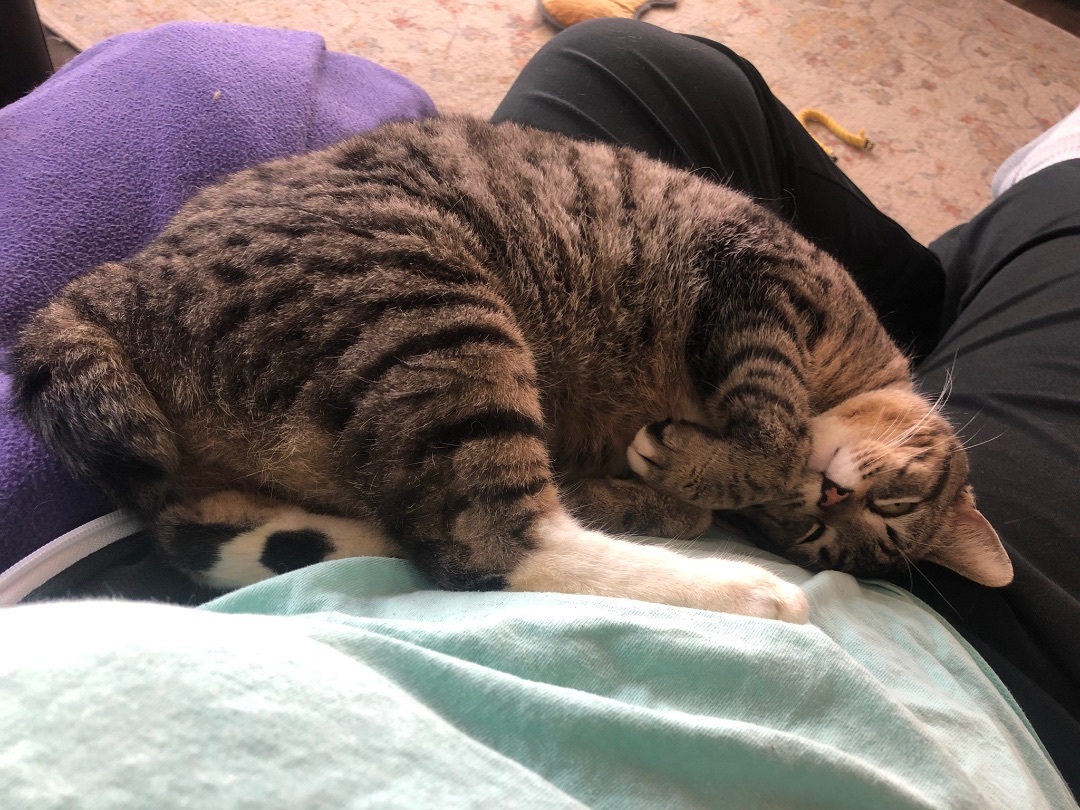 Enlarge Marissa, a Adopted Manx in Jesup, GA image 2/4