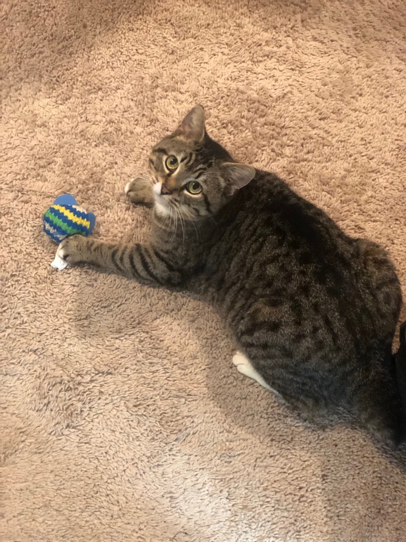 Enlarge Marissa, a Adopted Manx in Jesup, GA image 3/4