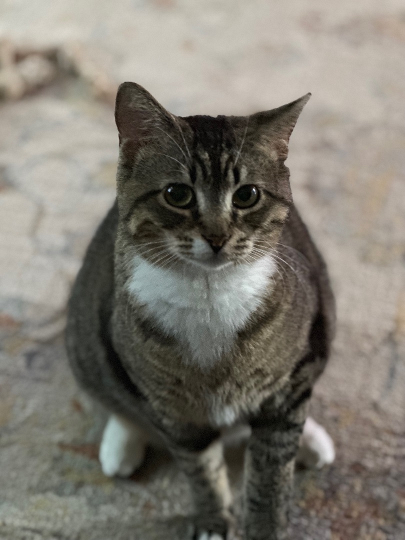 Enlarge Marissa, a Adopted Manx in Jesup, GA image 4/4