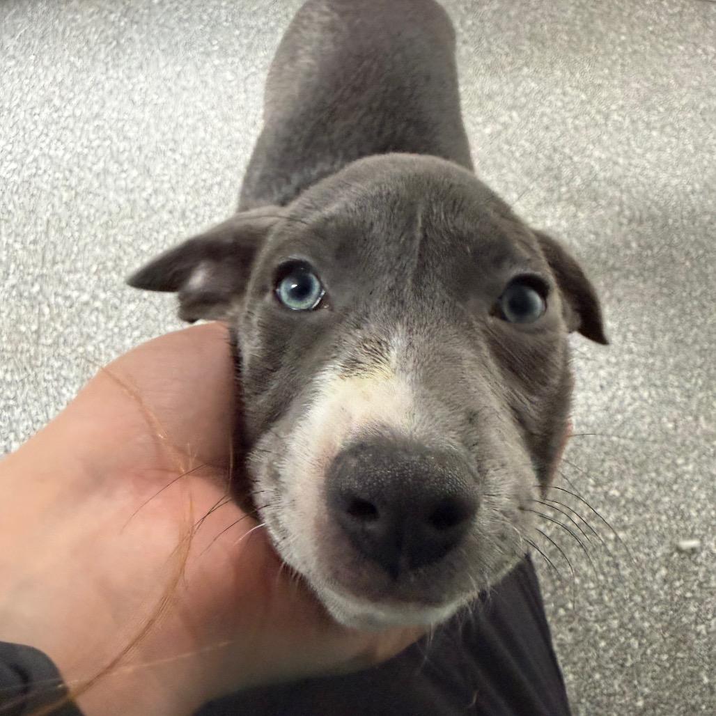 Julia, Adoptable, Puppy Female Border Collie.