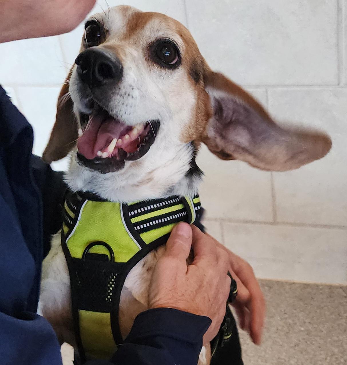Mack, an adoptable Beagle in Hartville, WY, 82215 | Photo Image 2