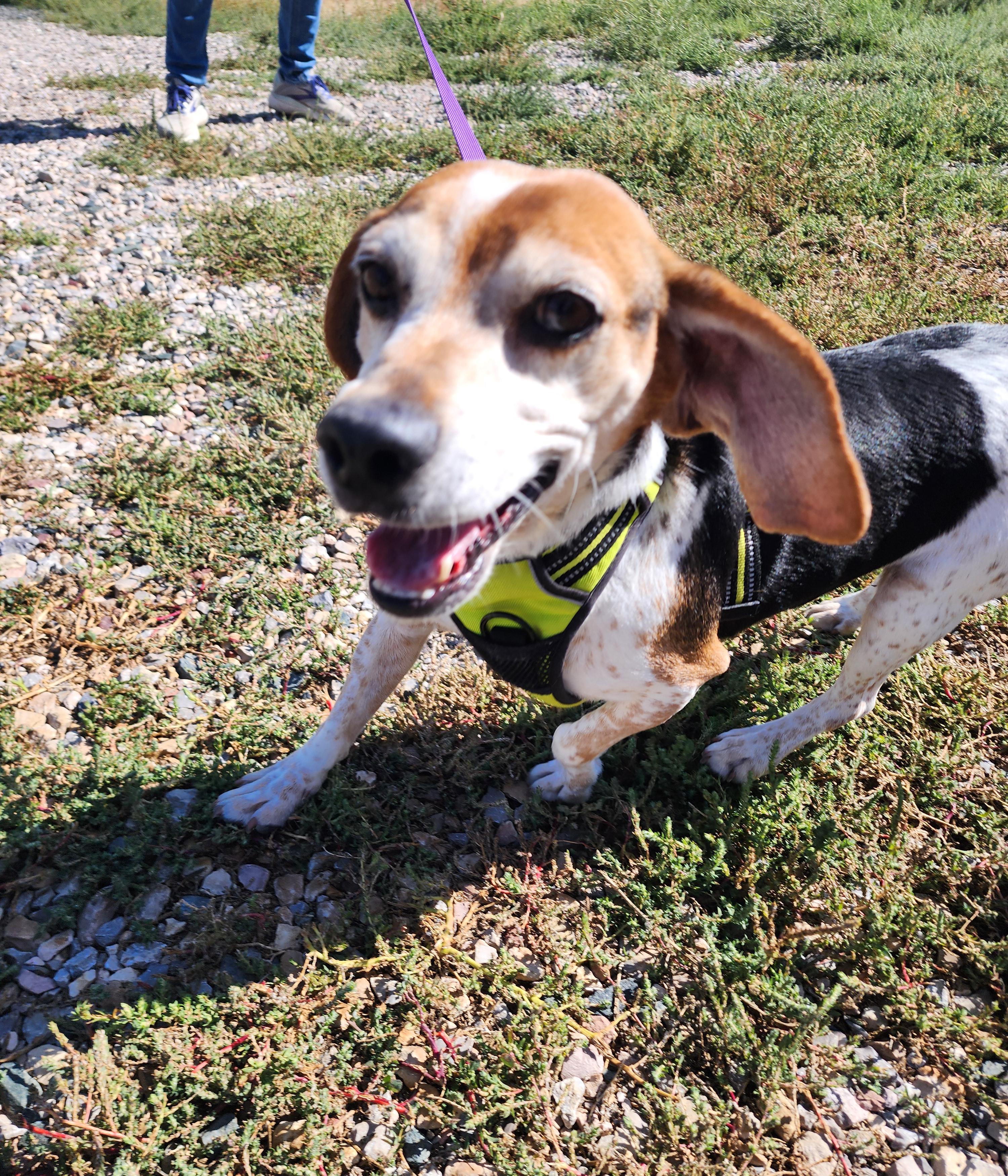 Mack, an adoptable Beagle in Hartville, WY, 82215 | Photo Image 1