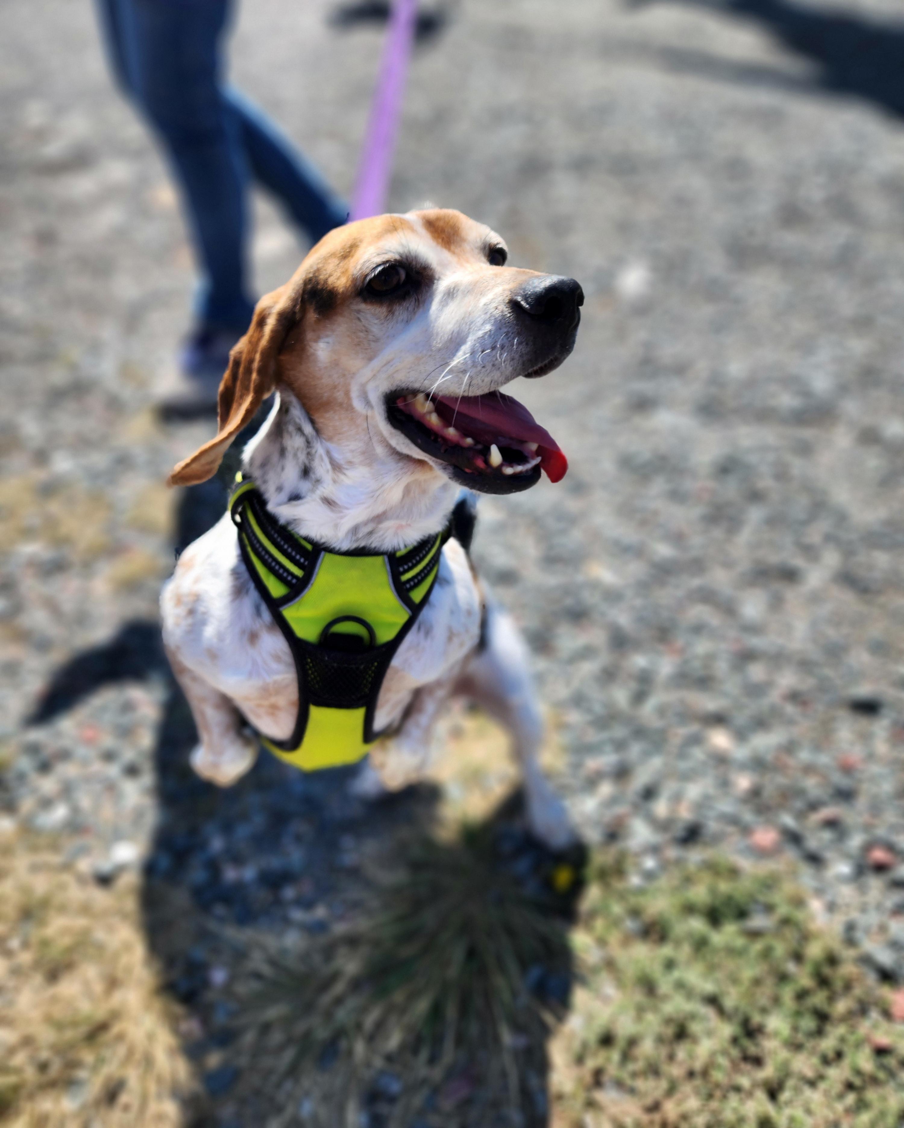 Mack, an adoptable Beagle in Hartville, WY, 82215 | Photo Image 3