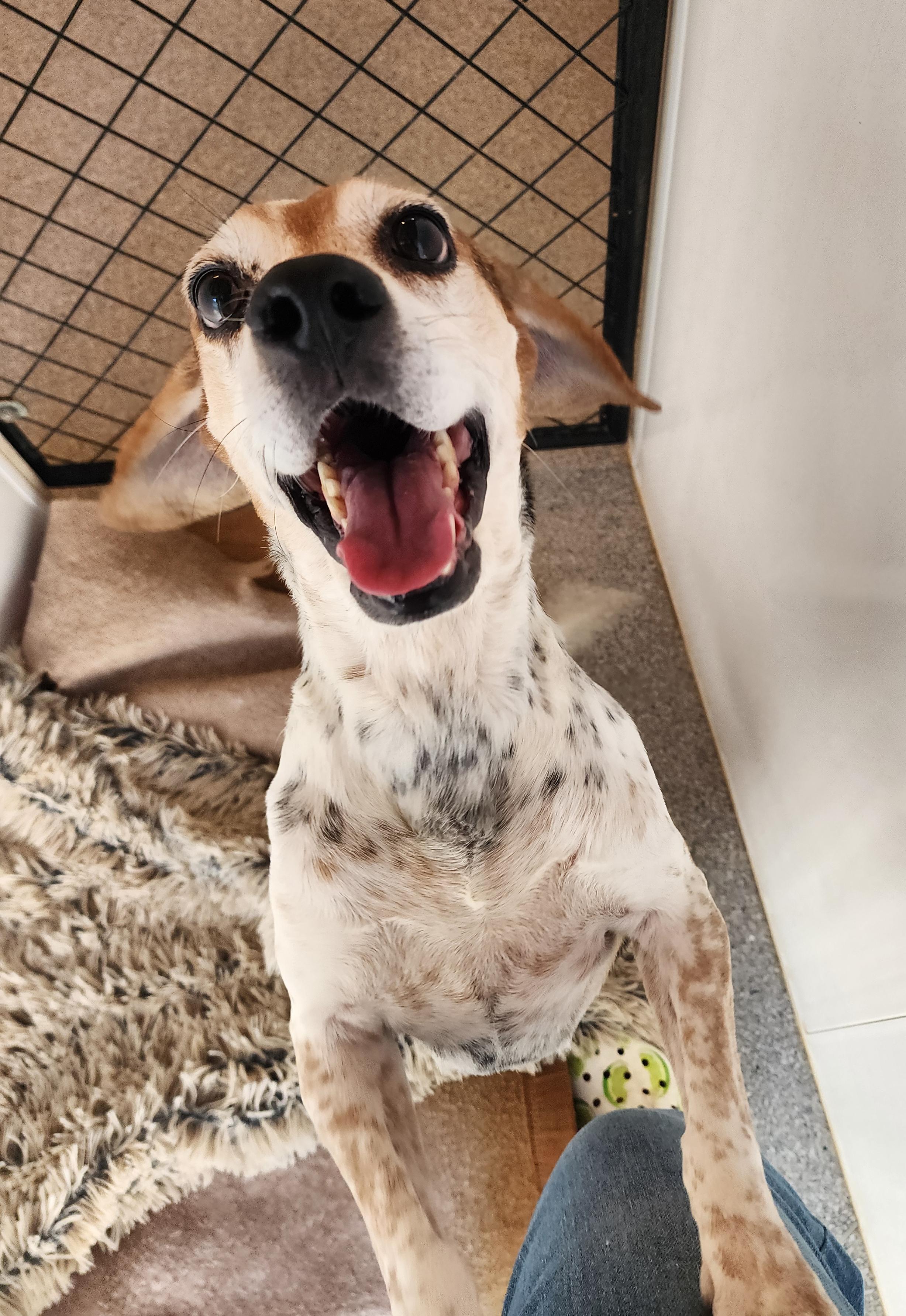 Mack, an adoptable Beagle in Hartville, WY, 82215 | Photo Image 4