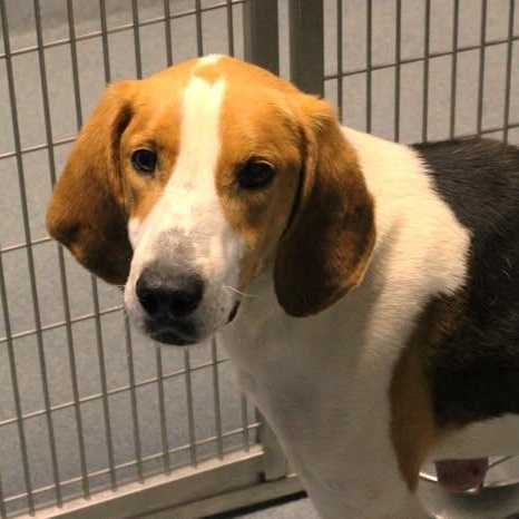 26-00590 MUNCH, ADOPTABLE, Adult Male Hound.