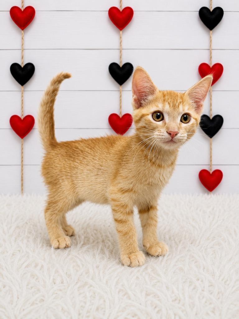 Mousy, Adoptable, Kitten Female Domestic Short Hair.
