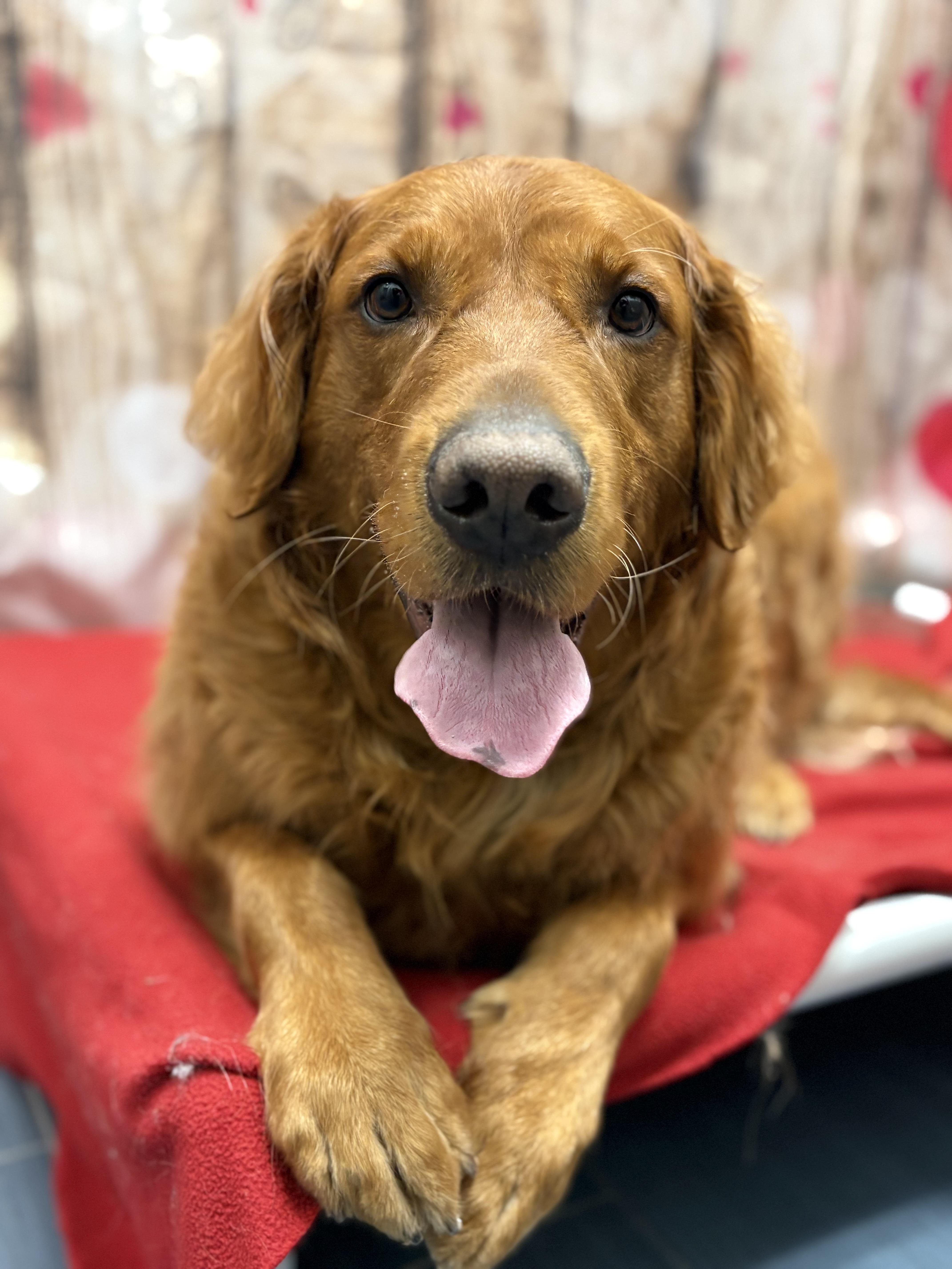 Enlarge Murphy, an adopted Golden Retriever in West Valley, UT image 2/5