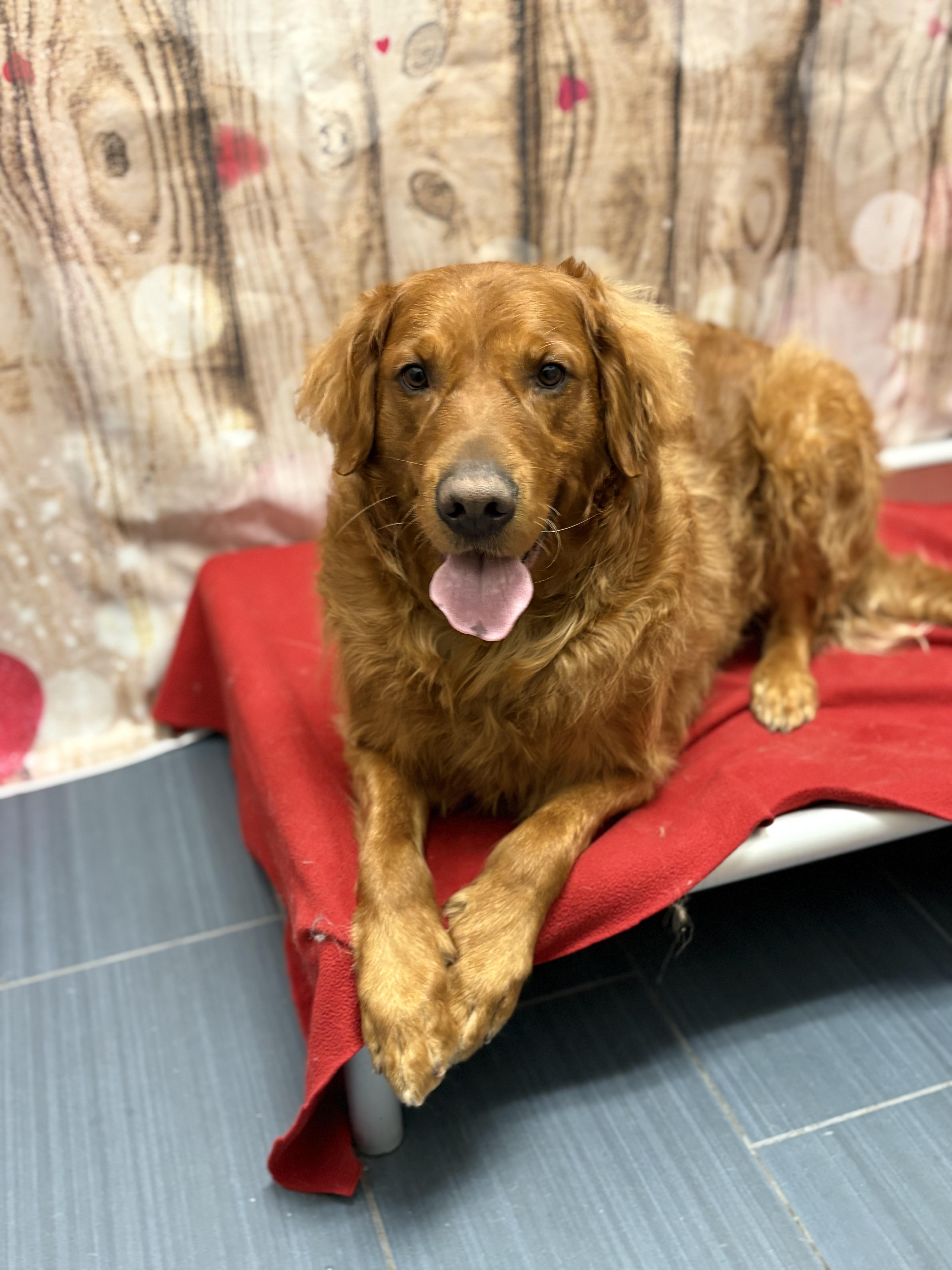 Enlarge Murphy, an adopted Golden Retriever in West Valley, UT image 3/5